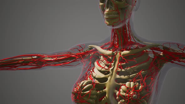 Science Anatomy of Human Blood Vessels