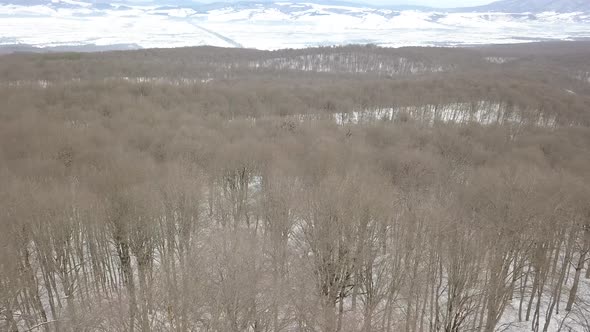 Sabaduri Mountain, Frozen forest, Georgia