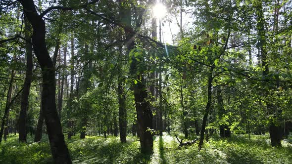 Beautiful Green Forest on a Summer Day Slow Motion