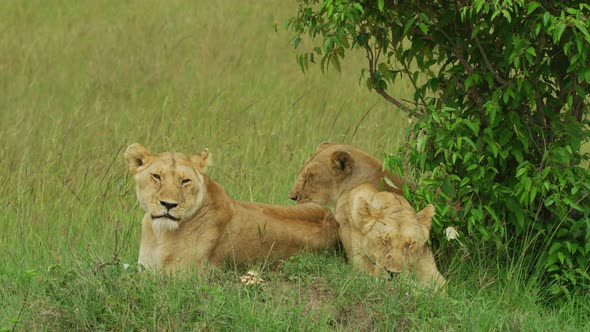 Lionesses resting near bushes