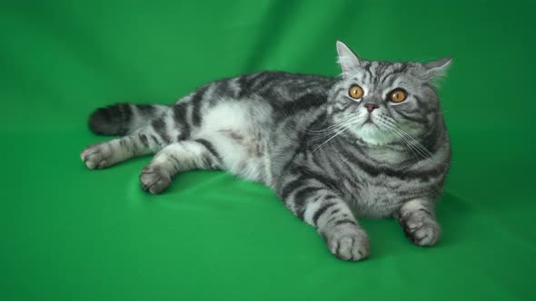 4k Scottish Straight Cat On Green Background