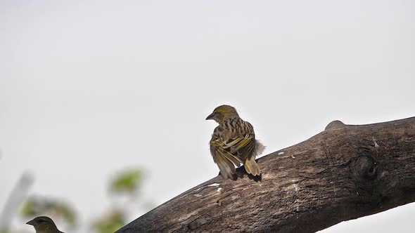 Northern Masked Weaver, ploceus taeniopterus, Males fighting, in flight, Flapping wings