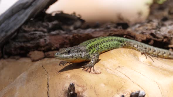 Western Green Lizard on A Tree Trunk 