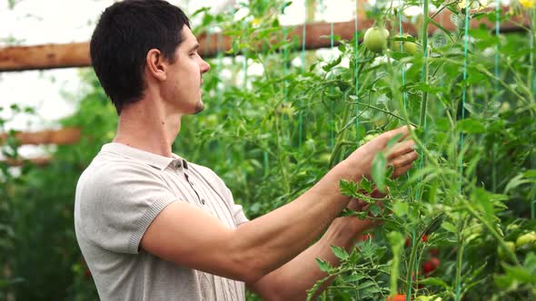 Young Man Working in Greenhouse with Growing Tomatoes