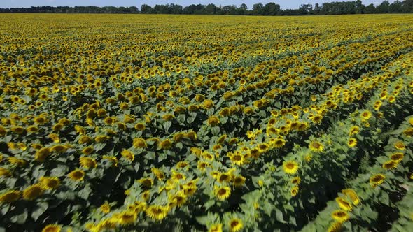 Aerial View of a Field with Sunflowers