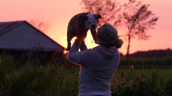 bulldog puppy held into sunset by girl cute and amazing 4k