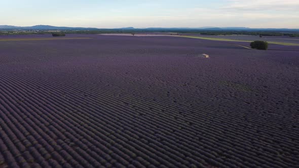 Plateau de Valensole lavender field aerial view at summer in Provence, France