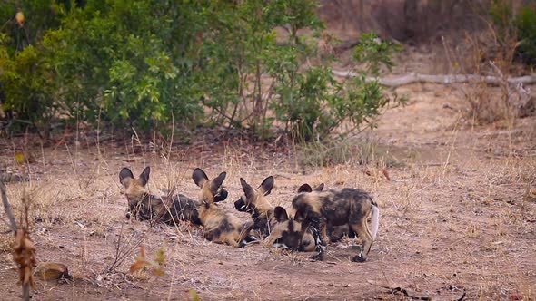 African wild dog in Kruger National park, South Africa