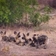 African wild dog in Kruger National park, South Africa - VideoHive Item for Sale