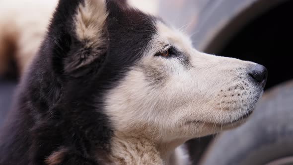 Close up profile of sad stray husky dog