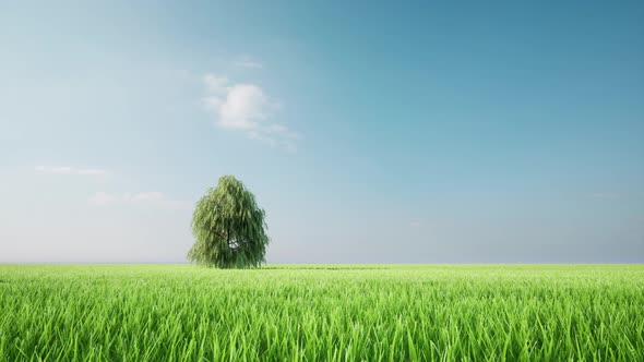 Tree Grow Up Green Grass Field Landscape Eco Concept Nature Environmental