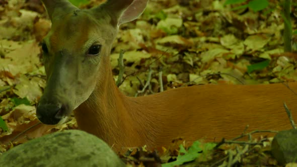 Cute adult deer resting in the forest and flicking ears to avoid insects