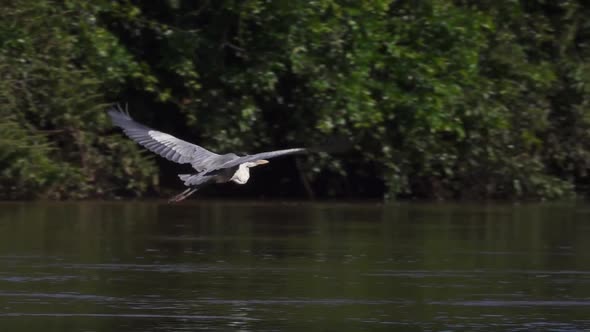 Cocoi Heron Bird Ardea Cocoi in Natural Habitat