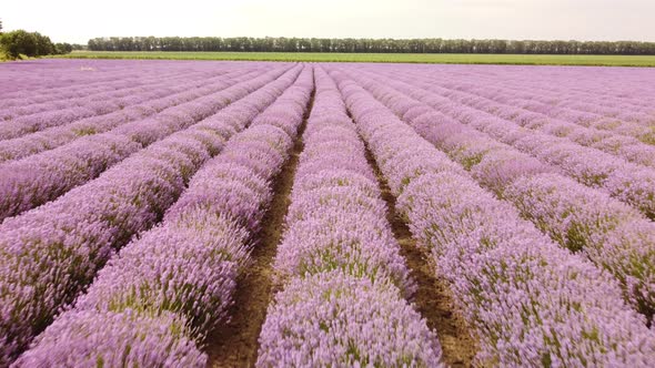 Lavender Fields at the Summer Day Natural Color
