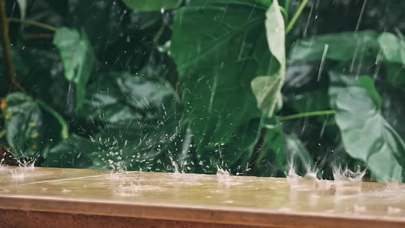 Heavy Rain of the Tropical Forest