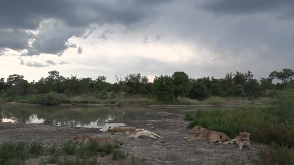 Beautiful African wildlife scene as a pride of lions rest next to a waterhole under rainy skies.