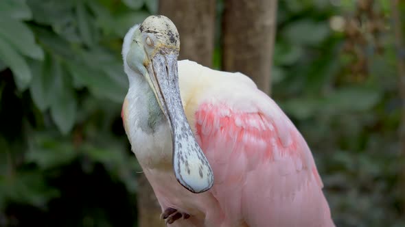 Close up Portrait of wild Roseate Spoonbill Wading Bird resting in Wilderness