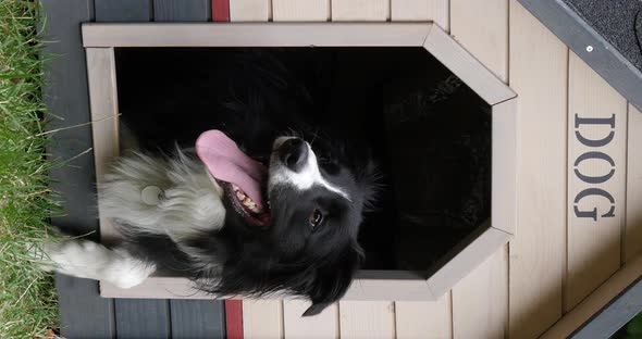 Border Collie Dog in its Dog House, male, Picardy in France, vertical video, Real Time 4K