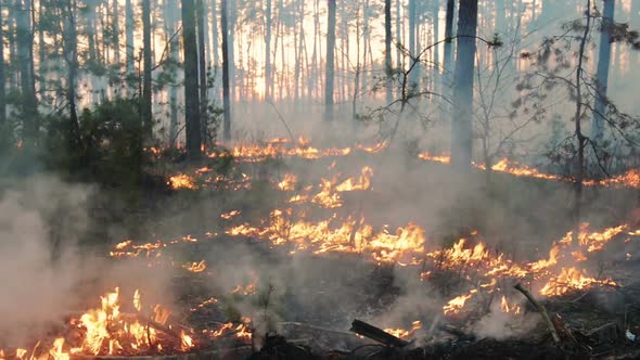 Forest Fire in Pine Stand