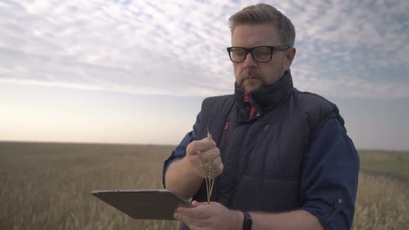 A Farmer Works with a Computer Tablet in a Wheat Field at Sunset