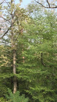 Green Forest on a Summer Day