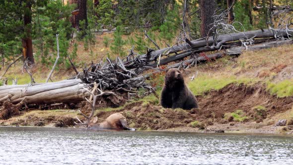 Grizzly Bear had killed an elk in Yellowstone