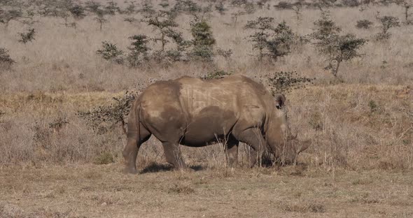 White Rhinoceros, ceratotherium simum, Adult Walking, Nairobi Park in Kenya, Real Time 4K