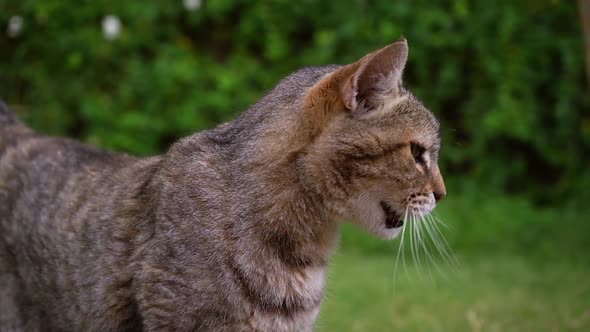 Curious Cat Looking Around In The Grassy Garden. close up, slow motion