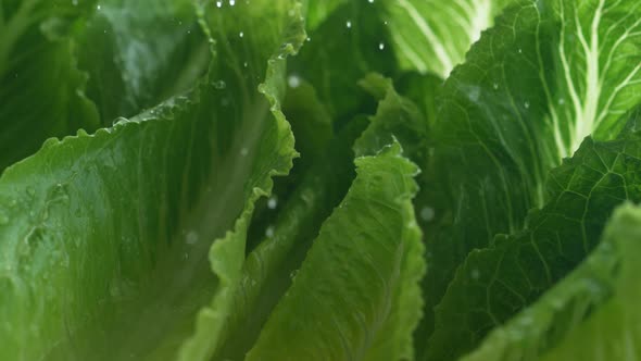 Water droplets on romani lettuce. Slow Motion.