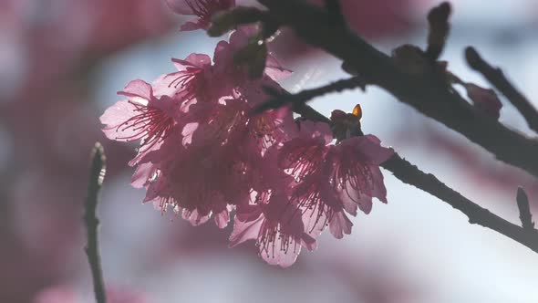 Cherry Blossom