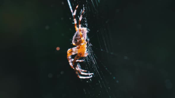 Spider Araneus Closeup on a Web Against a Background of Green Nature