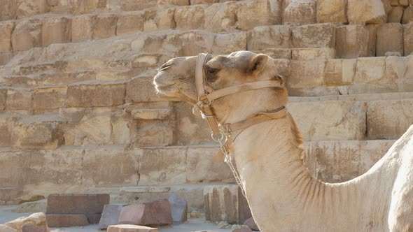 Camel is Waiting for Tourists to View Giza Pyramids