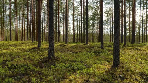 Forest in Finland