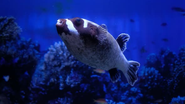 Bellied Fish With Big Eyes Swim in the Aquarium on the Blue Background Black