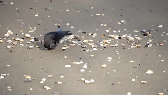 A crow is search good at the seashell