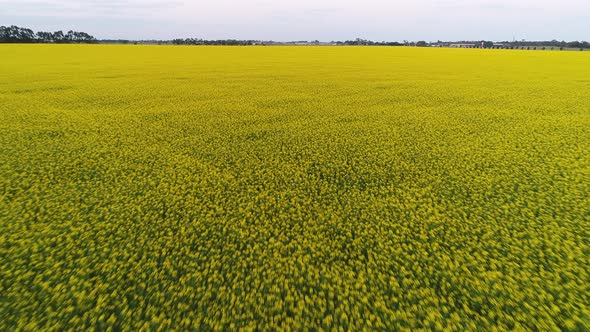 Gliding Forward in Canola Field Meadow