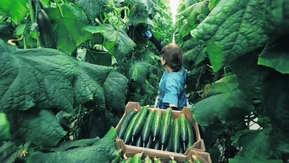 A Gardener Checks Cucumbers While Walking in a Greenhouse