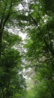 Vertical Video of Green Forest By Day