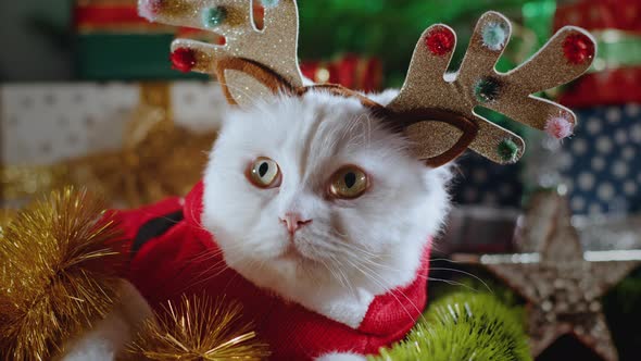 Portrait of Fluffy White Cat in Christmas Decoration  Deer Horns and Santa Claus Costume