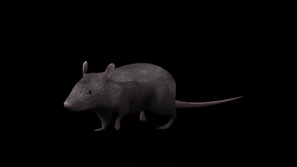 Brown Rat Walk Front Side View alt