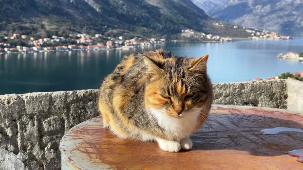 Domestic Cat Sits on Ruins of Ancient Fortress in Old Town