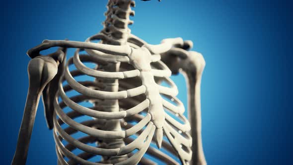 Full Human Skeleton Standing alt