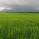 Green spring grass. Beautiful green field - VideoHive Item for Sale