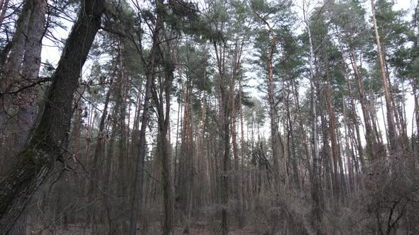 Forest Landscape Aerial View Slow Motion