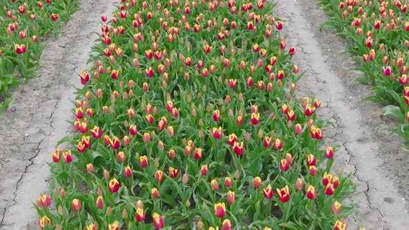 Rows of Orange striped variegated Tulips in Flevoland The Netherlands, Aerial view.