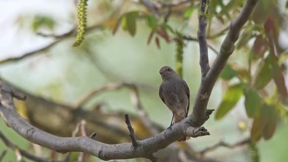 Black redstart - Phoenicurus ochruros standing on the branch.