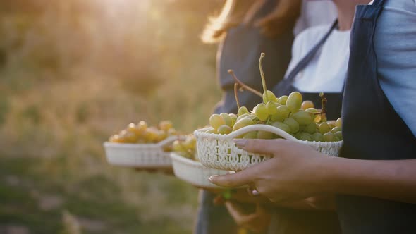 Close Up Shot of Female Hands Holding Boxes Full of Grape Bunches During Sunset Harvesting Concept