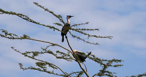 Reed Cormorant or Long-Tailed Cormorant, phalacrocorax africanus, Pair on the Top of a Tree