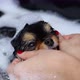 Lux Hot Bath with Spitz at Pro Groomers - VideoHive Item for Sale