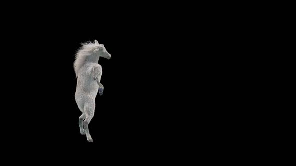 49 White Horse Dancing HD